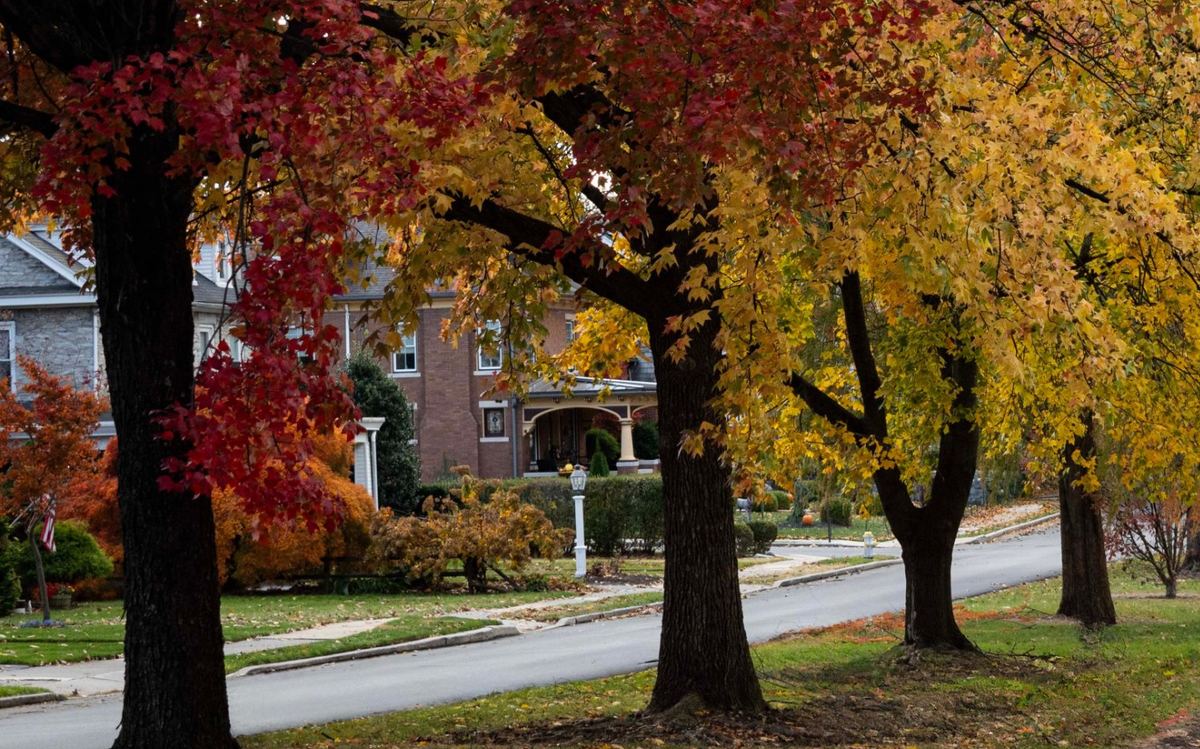Homes behind a row of red and gold fall trees on a quiet street