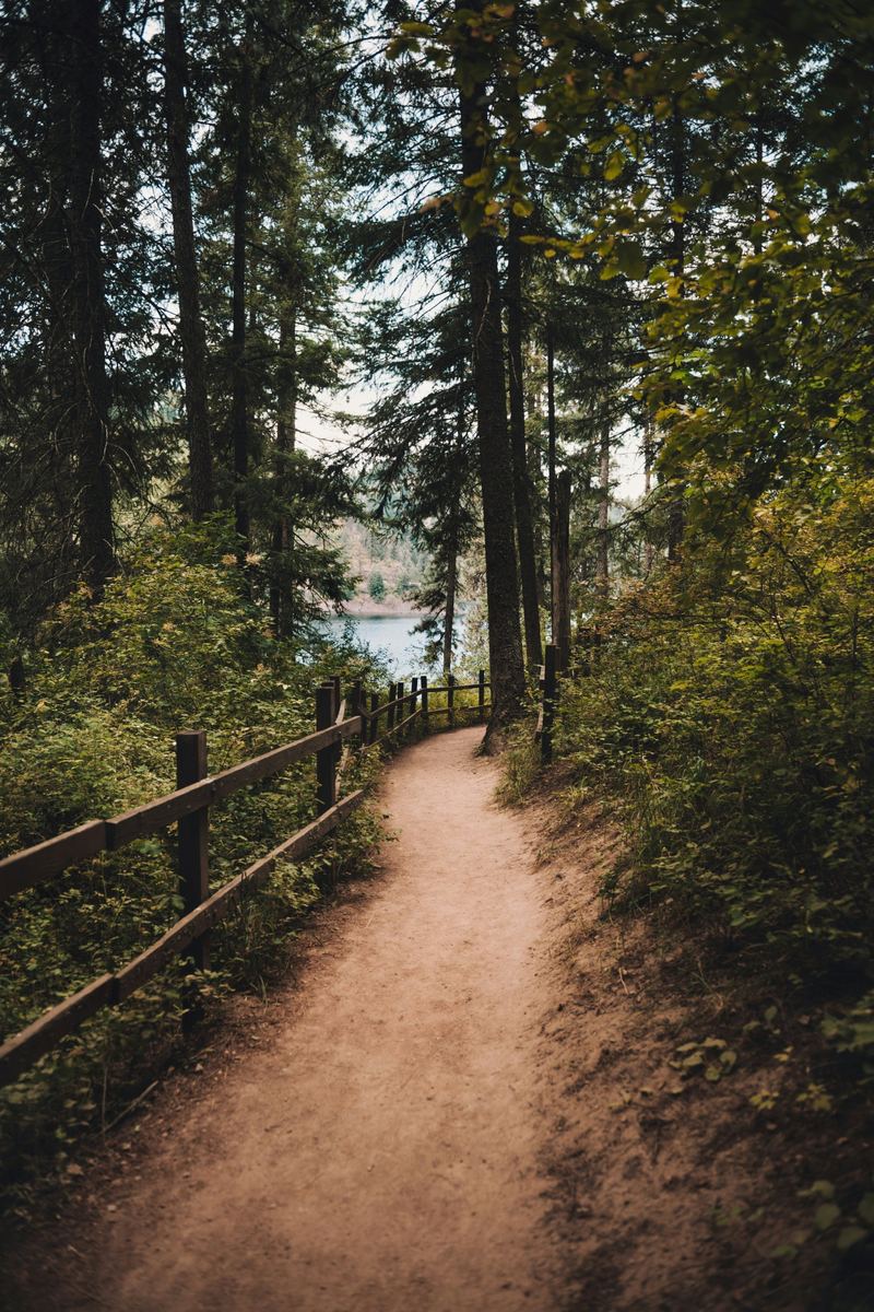 Fenced dirt trail through pine forest leading toward the lake
